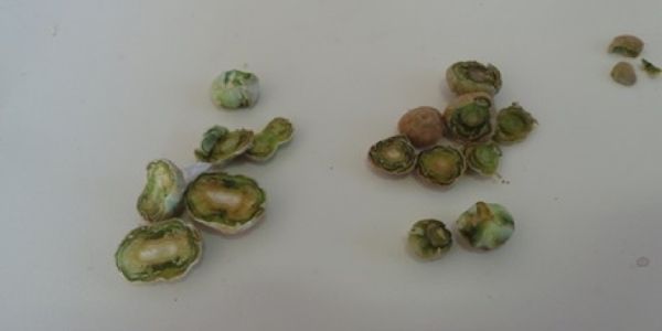 右側の焦げた芽と比較した左側の健康な芽