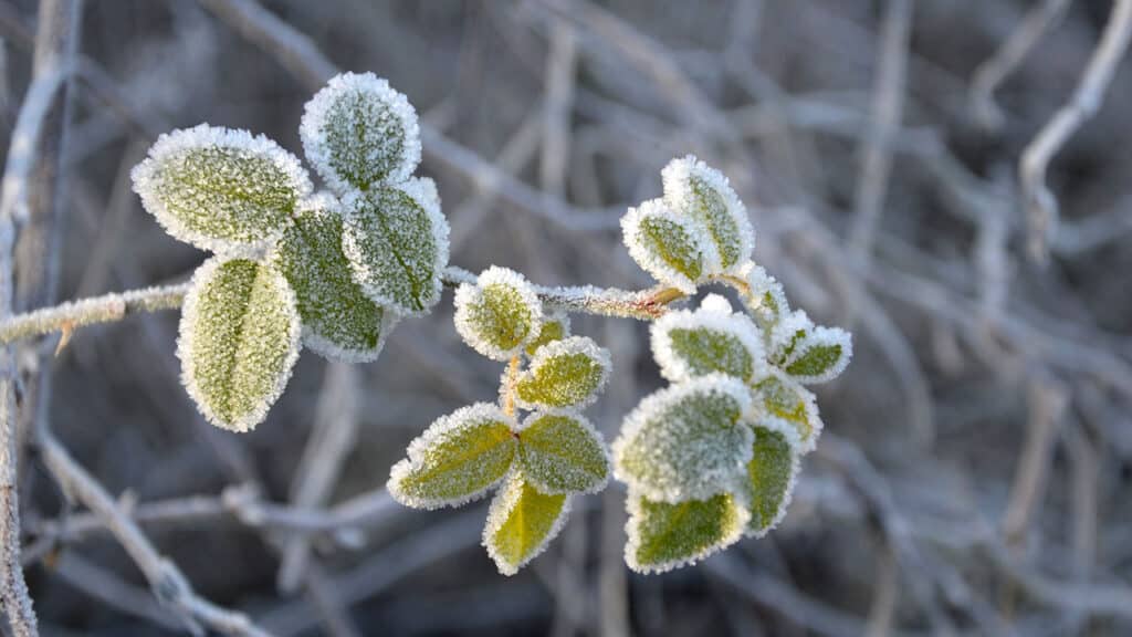植物の霜