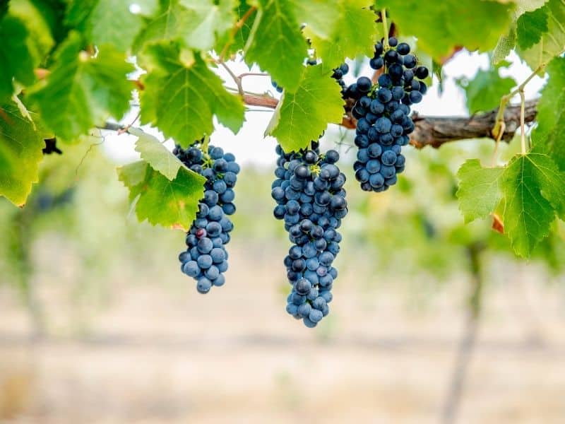 ブドウとワイン造りに対する気候の影響