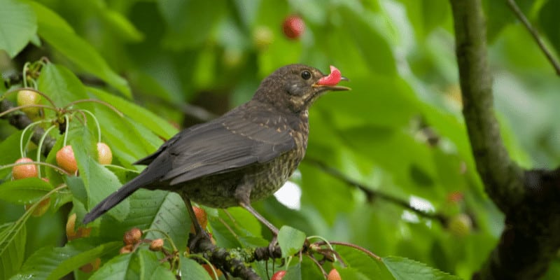bird eat cherry