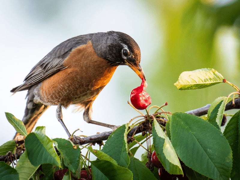 L'uccello mangia la frutta