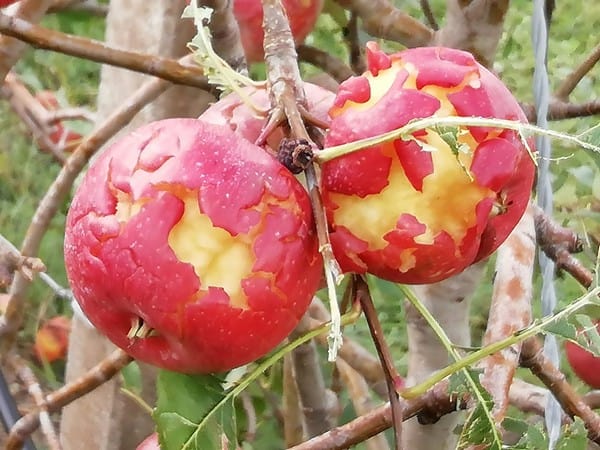 Hail Over Damage Apple Orchard