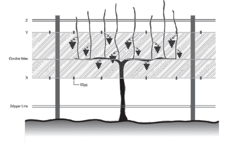 Instalación de redes laterales para viñedos