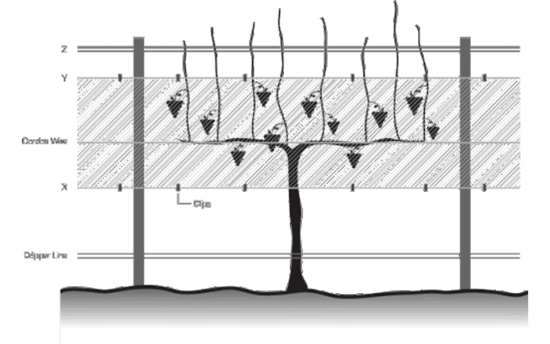 Vineyard Side Netting Installation