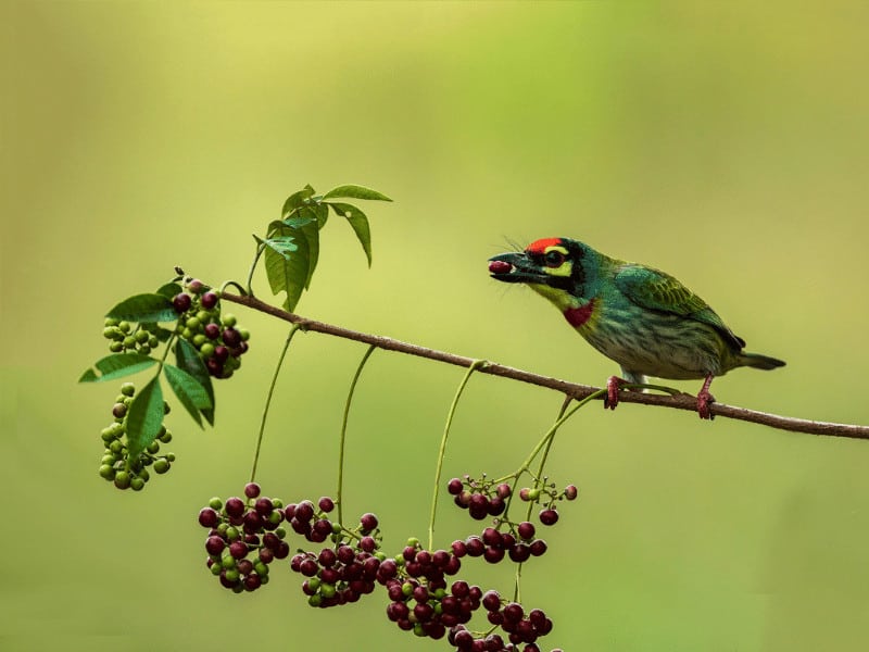 Los pájaros comen frutas
