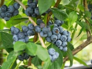 Blueberry Bush