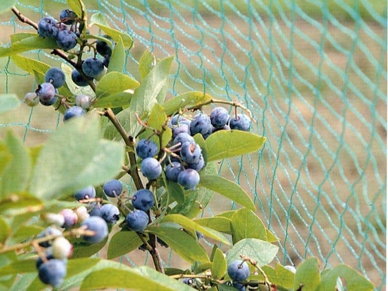 Blueberry Bush Bid Netting
