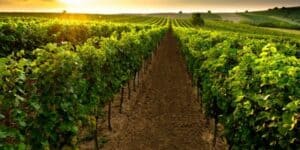 Micoclimate Guide For Fruit Tree Growth