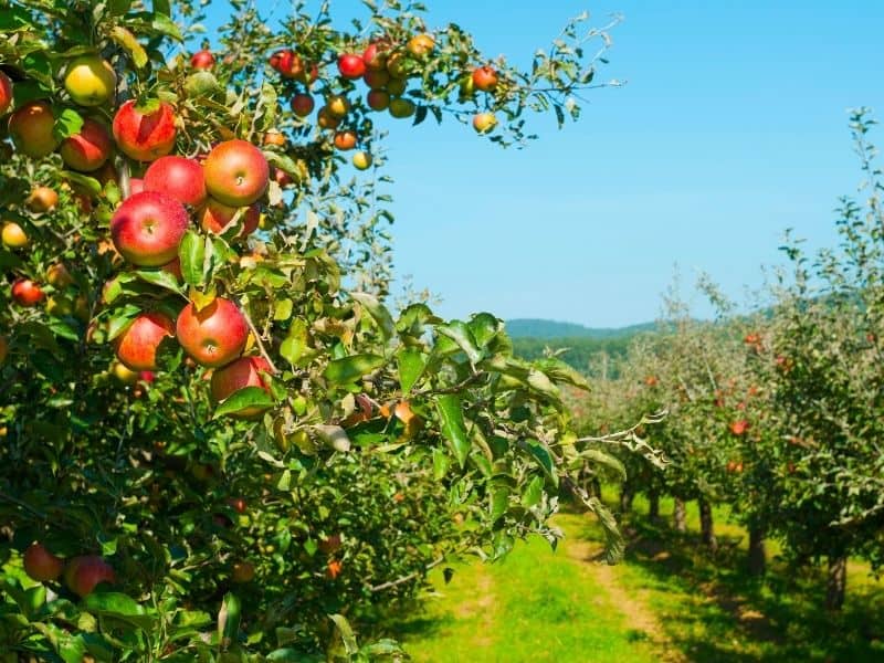Red de huerto de manzanas