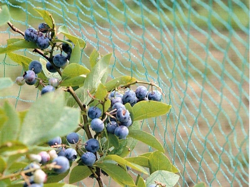 Blueberry Bush Netting