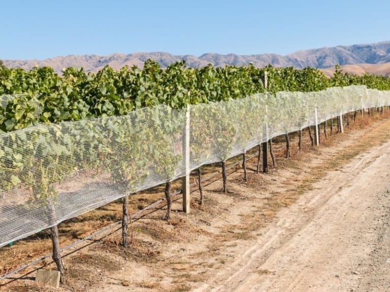 Grape Netting The Ultimate Guide (2021) EYOUAGRO