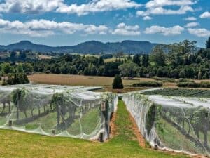 Grape Netting: The Ultimate Guide (2021) | EYOUAGRO