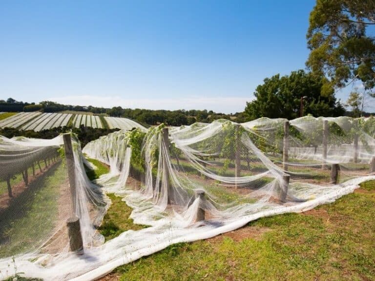 Grape Netting The Ultimate Guide (2021) EYOUAGRO