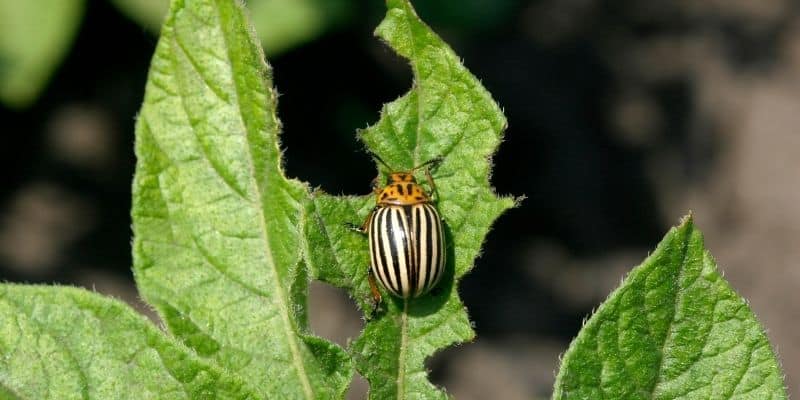 Pest Problem