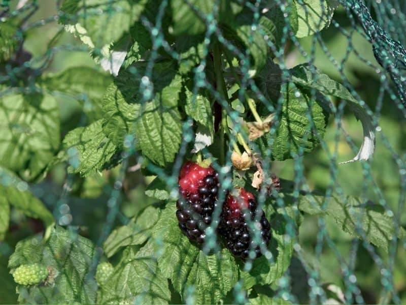 Bird Netting Pictures and Ideas for Bramble and Blueberry