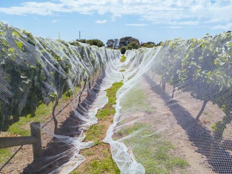 Grape Netting: The Ultimate Guide (2021) | EYOUAGRO