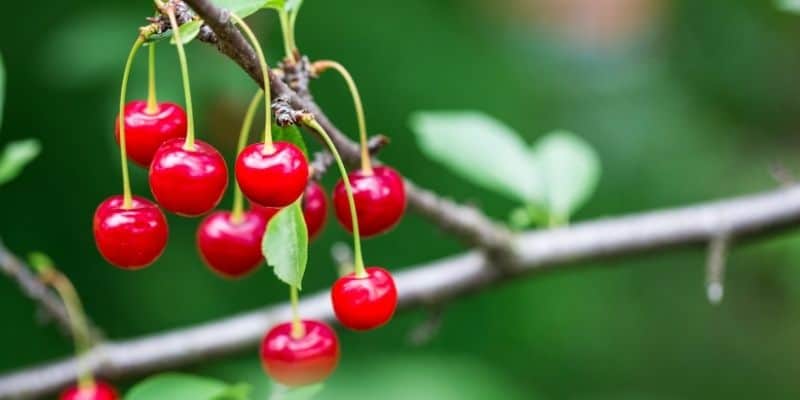 Types Of Cherries