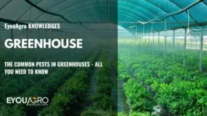 greenhouse