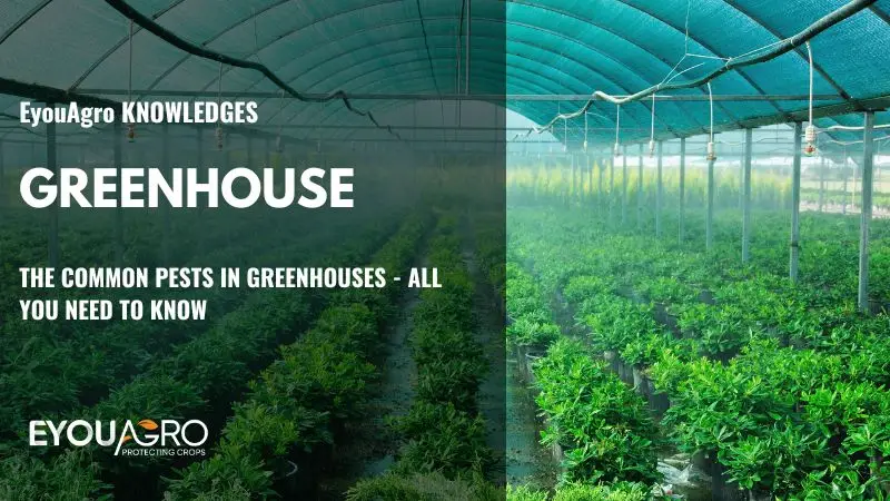 greenhouse