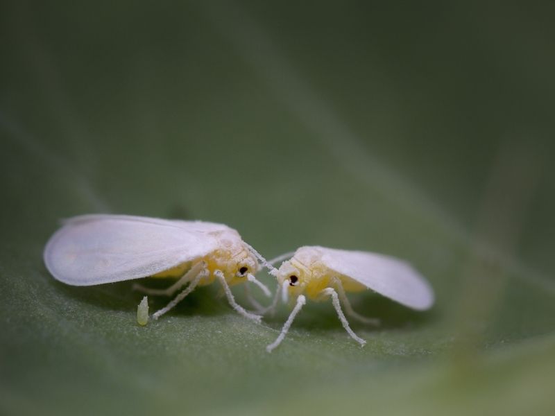 the tobacco whitefly
