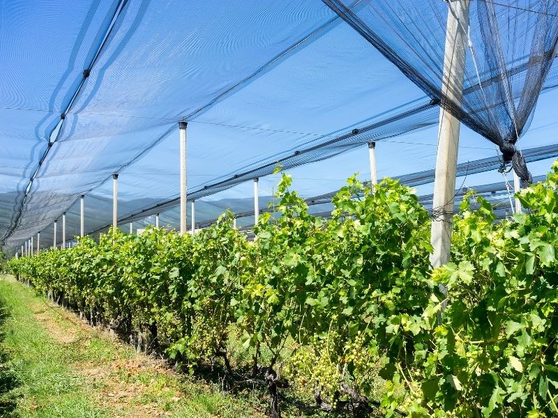 hail netting for vineyard