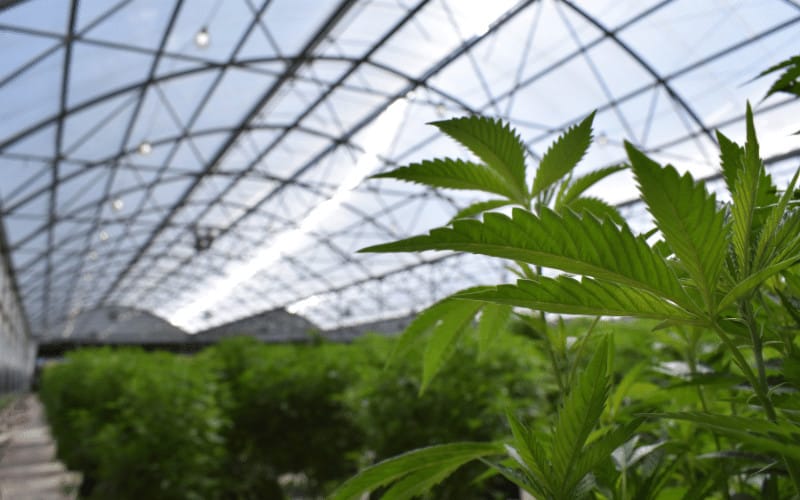 cannabis under greenhouse