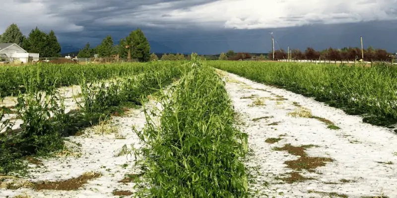 Protecting Industrial Hemp from Hail