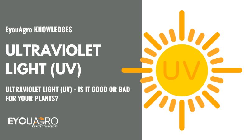 What is Ultraviolet Light (UV)?