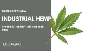 industrial hemp (1)