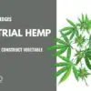 industrial hemp (2)