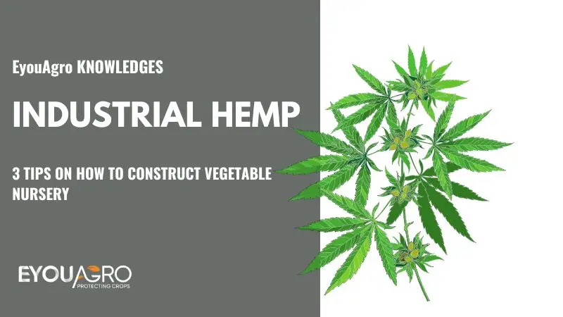 industrial hemp (2)