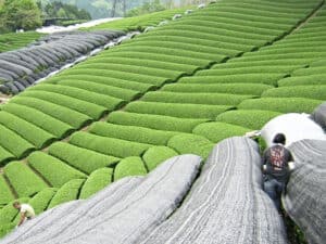 Plantações de Chá