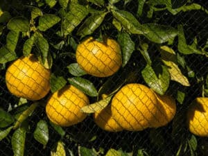 citrus netting 2