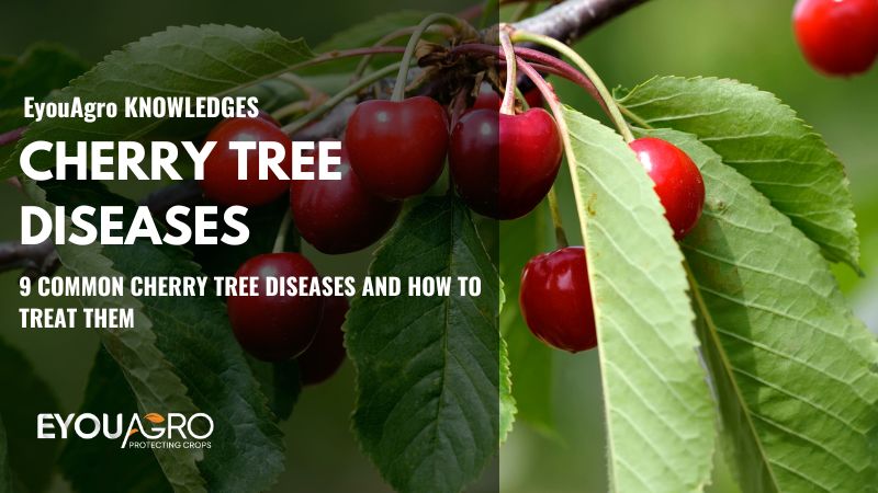 maladies des cerisiers