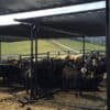 cattle shade cloth 800x400