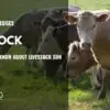 LIVESTOCK