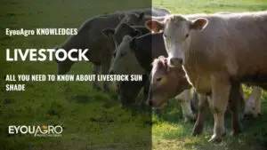 LIVESTOCK