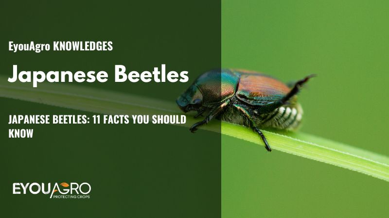 11 Facts about Japanese Beetles - EYOUAGRO