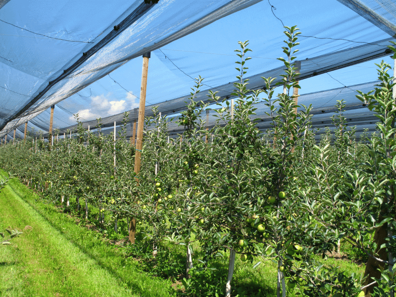 Filet anti-grêle agricole pour arbres fruitiers et cultures