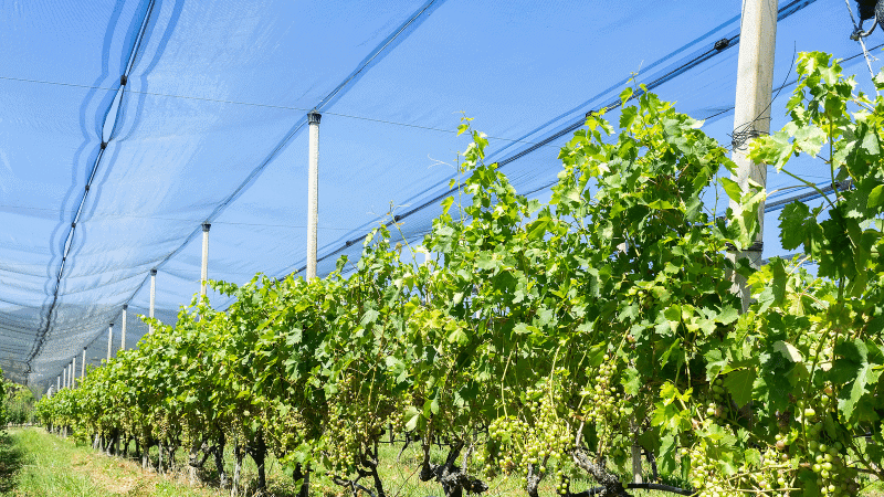 hail netting for vineyards