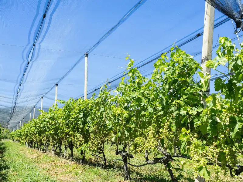 hail netting for vineyards