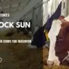 livestock sun shade