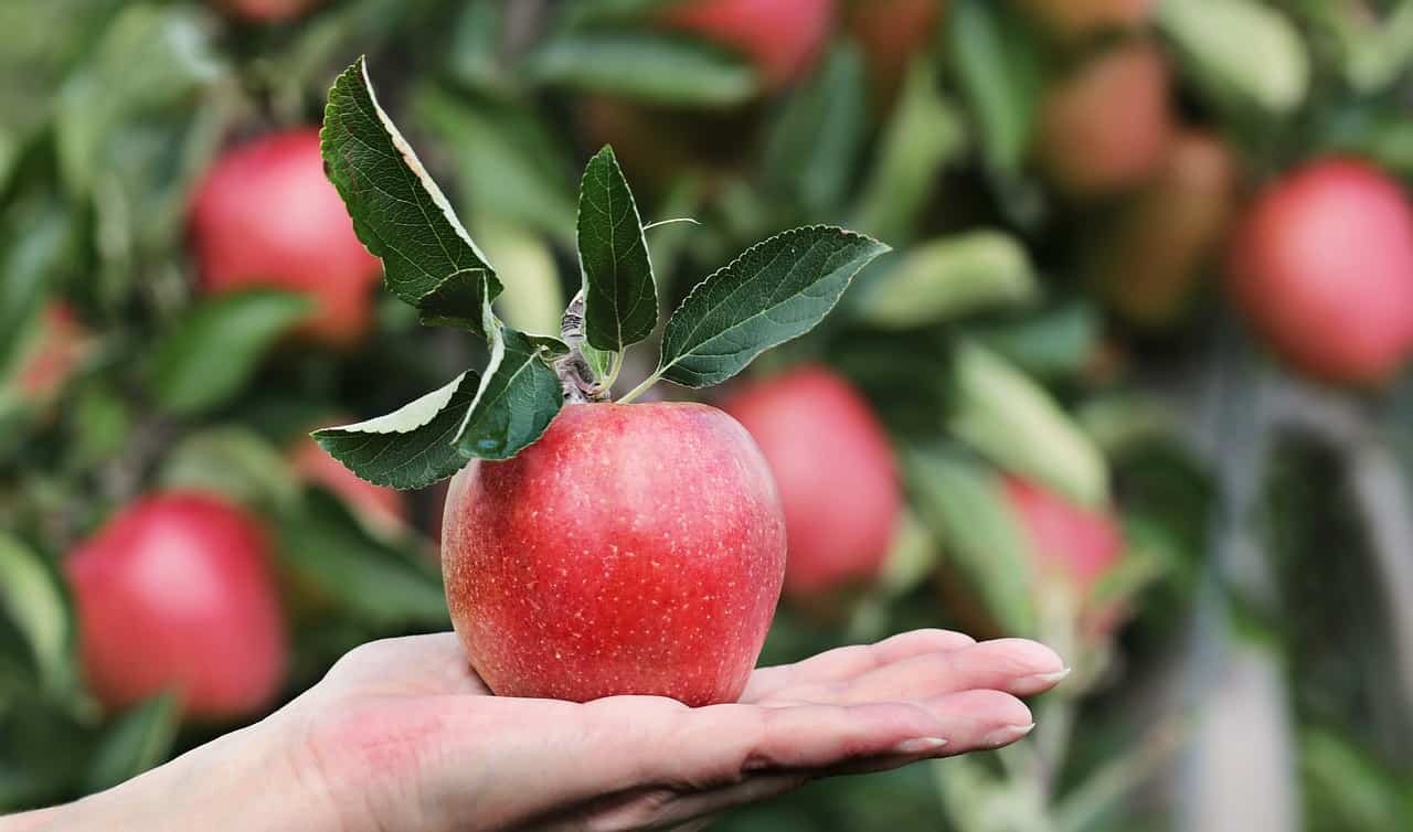 How to Treat Apple Tree Diseases EYOUAGRO