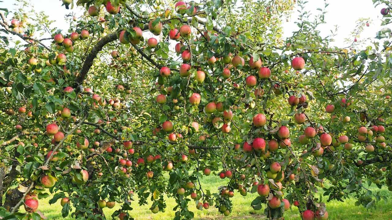 apples, apple tree, fruit-693971.jpg