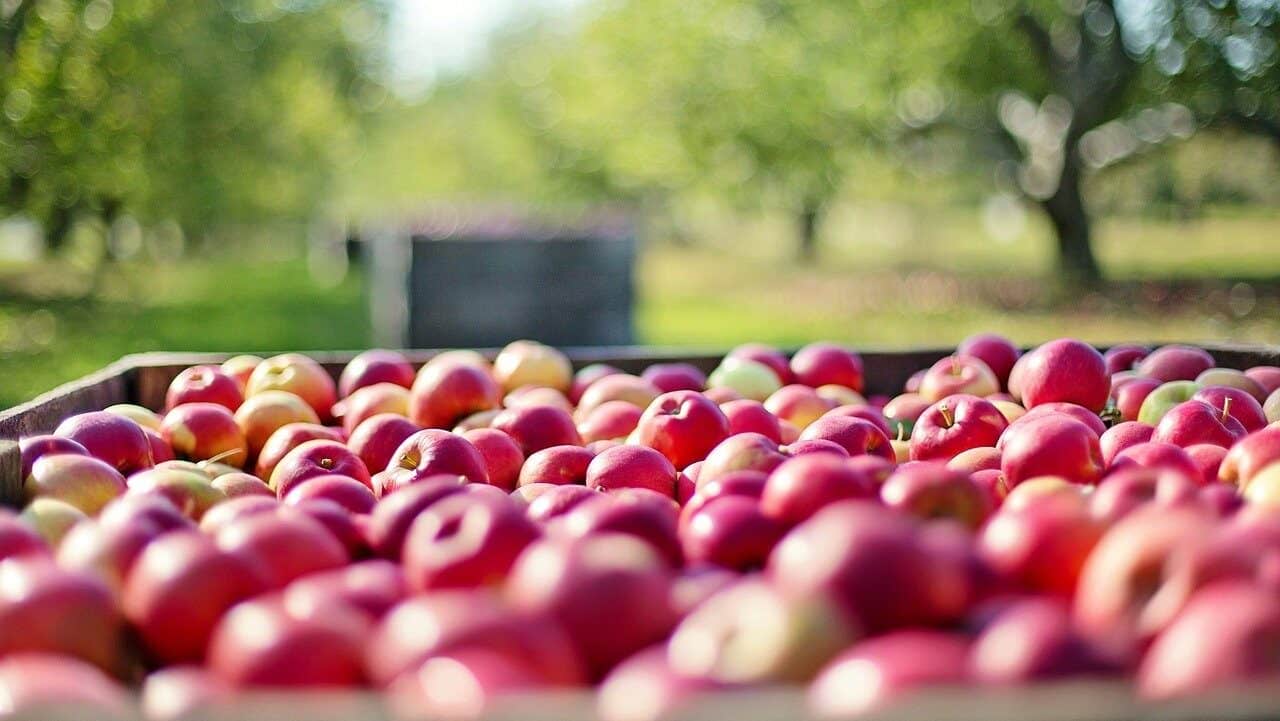 manzanas, frutas, granja-1004886.jpg