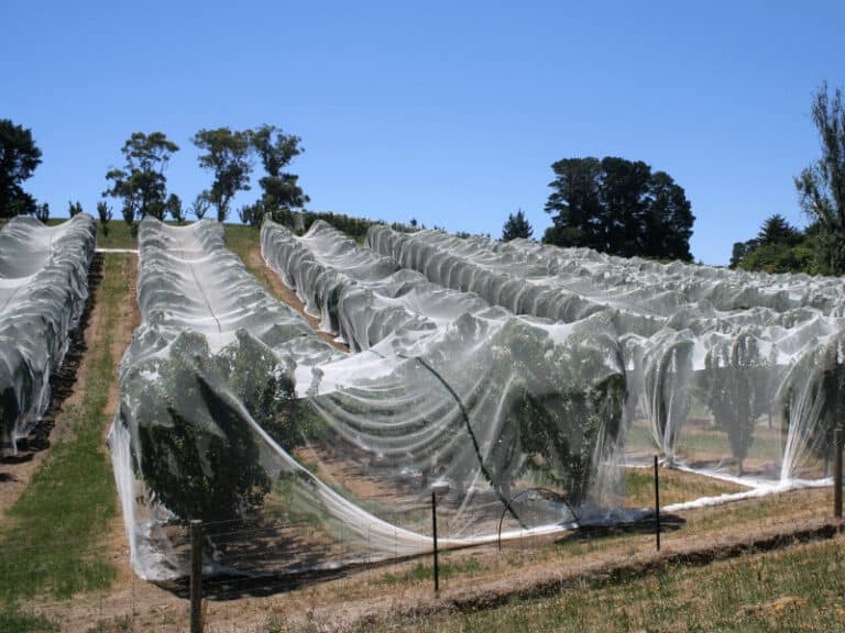 Cherry Tree Netting Protect Your Cherry Orchard EYOUAGRO