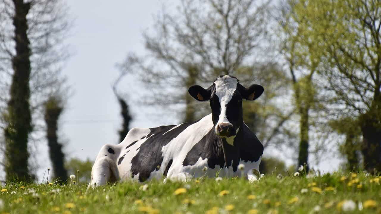 vaca, vaca lechera, ganado-6490445.jpg