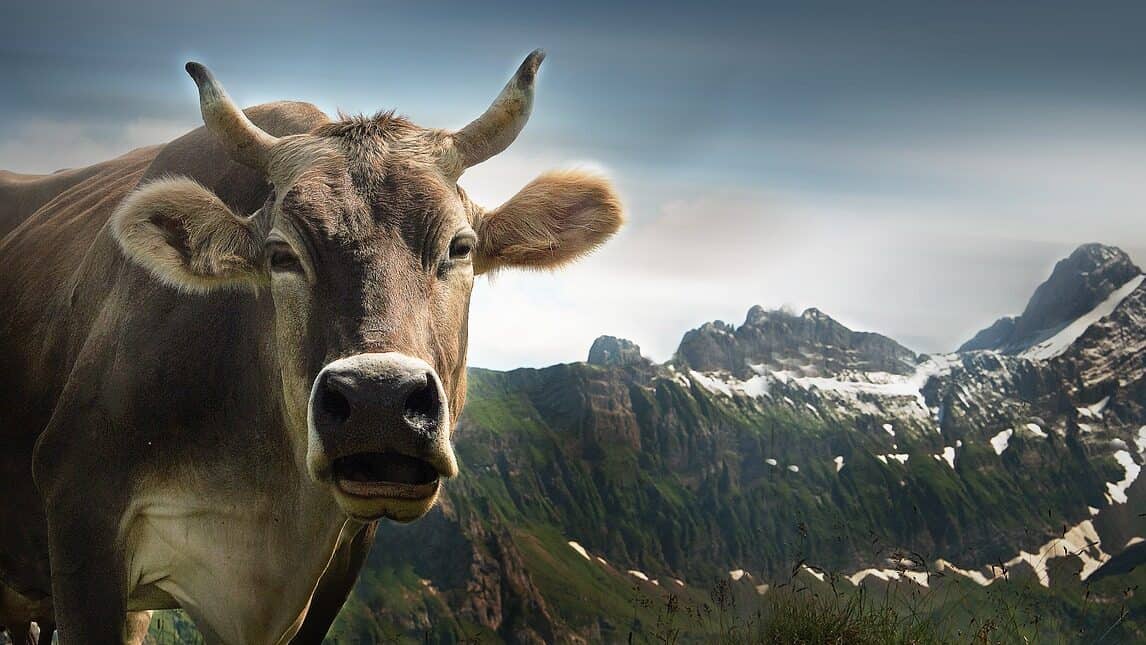 cow, ebenalp, alps-1615890.jpg