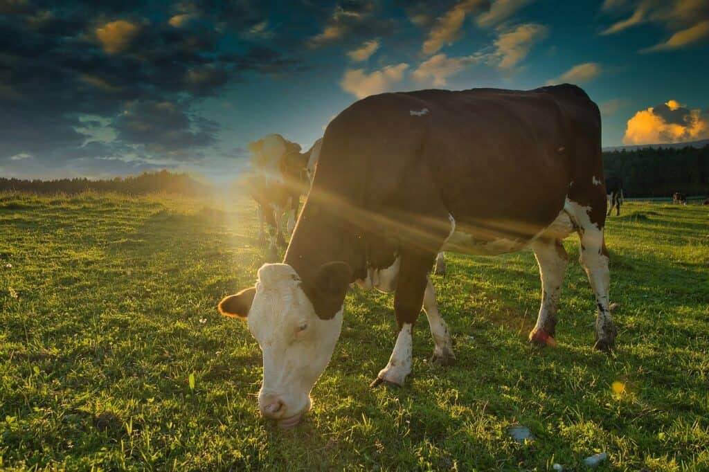 vaca, sol, campo-5227000.jpg
