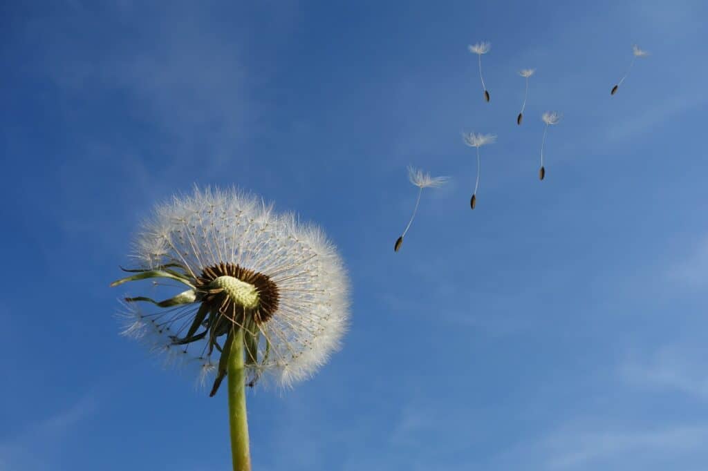 dandelion, heaven, flower-463928.jpg